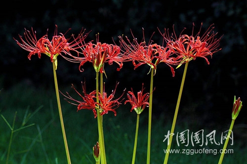 彼岸花.jpg