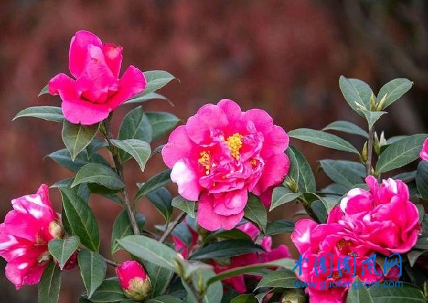 茶花.jpeg
