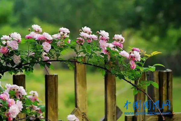 蔷薇花.webp.jpg