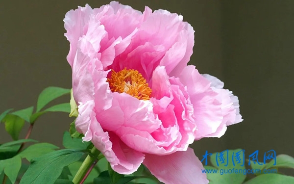 u=352598604,2475817085&fm=253&fmt=auto&app=120&f=JPEG.webp.jpg