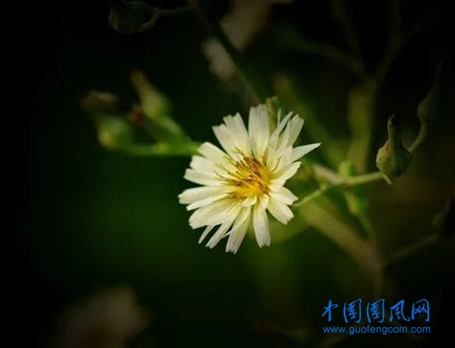 初秋夜.webp.jpg