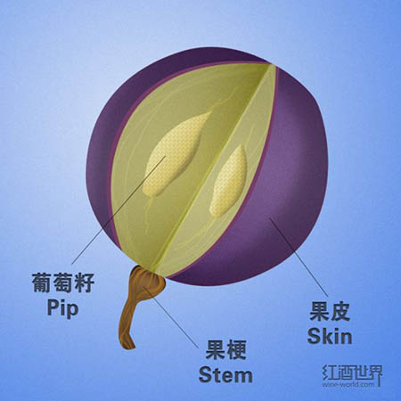 葡萄酒的味道是从哪里来的? 葡萄酒的味道是从哪里来的?