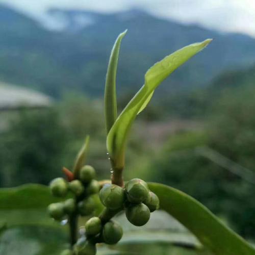 茶绿春更深 茶绿春更深