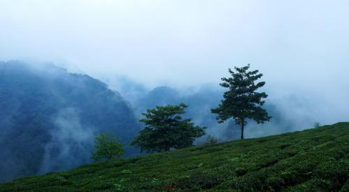 乾隆与茶的故事 乾隆与茶的故事