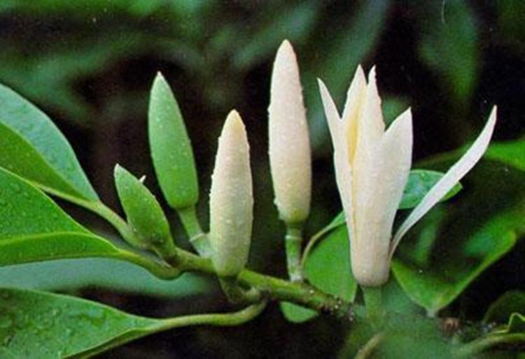 兰花与茶 兰花与茶