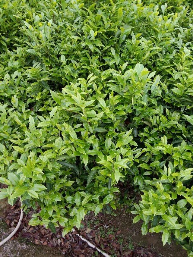 凤凰茶简史 凤凰茶简史