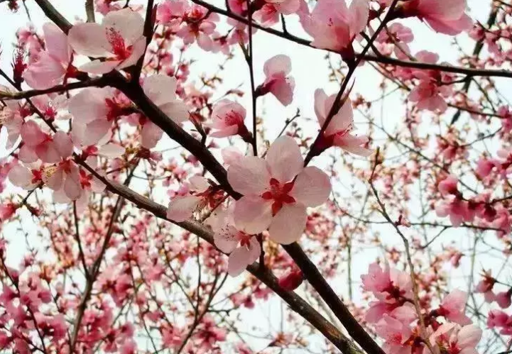 咏早梅 / 扬州法曹梅花盛开