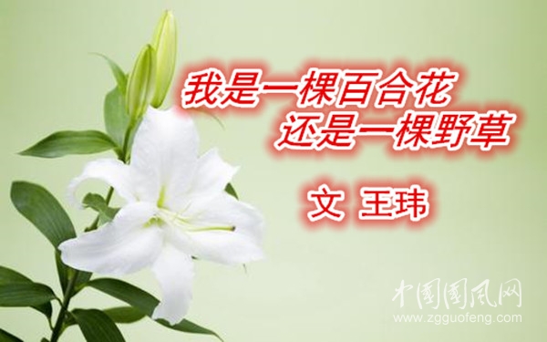 我是一棵百合花还是一棵野草（文 王玮）