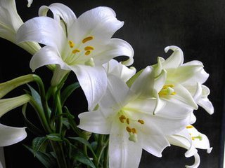 百合花的故事