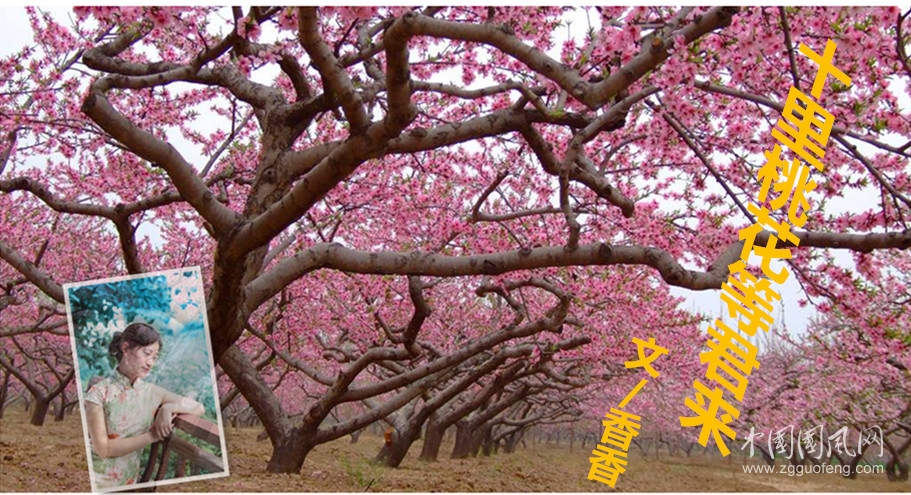 十里桃花等君来（文／香香）