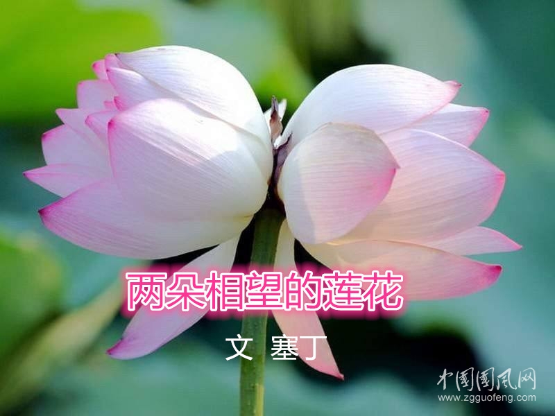 两朵相望的莲花（文   塞丁）