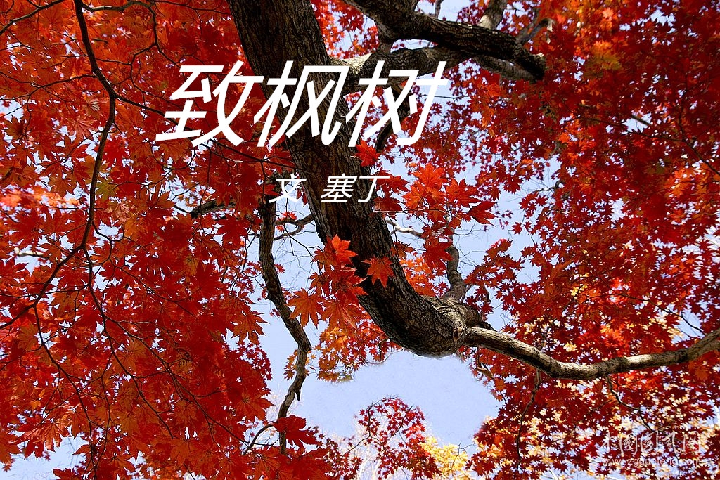 致枫树 （文  塞丁）