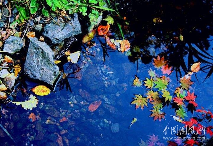 《素心从简》   文/青春鸟