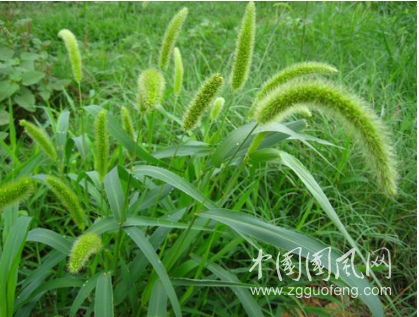 一棵老草