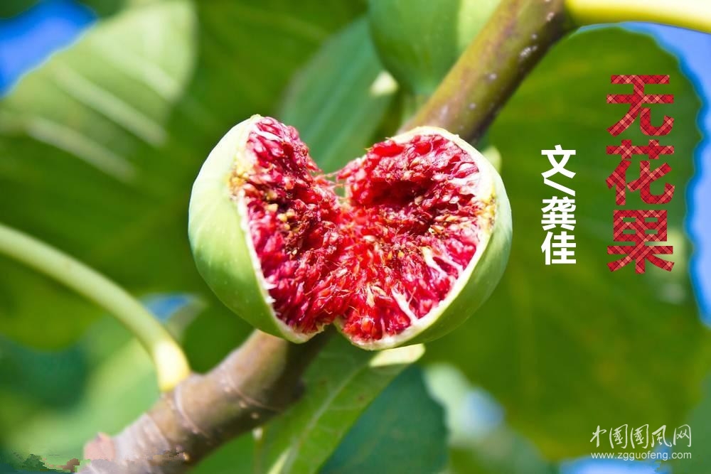 无花果（文/龚佳）