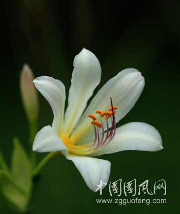 心中的雅致