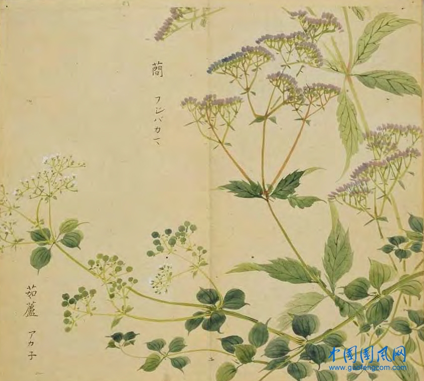 _ShiJing_蕳 茹藘.jpg