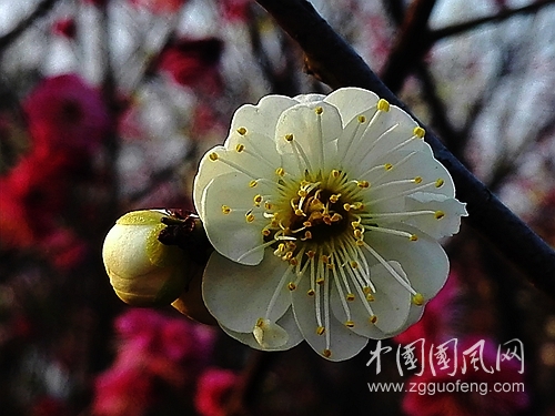 只图报春（手机摄影）_副本.jpg
