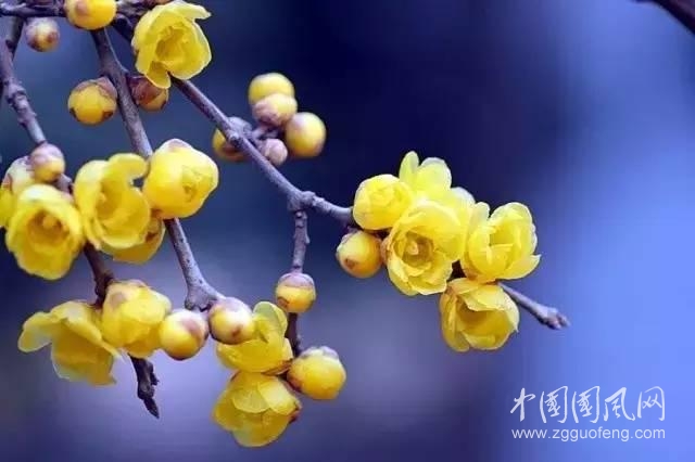 感悟腊梅
