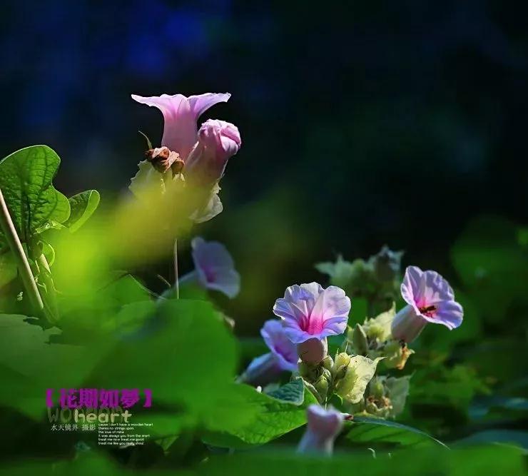 这一生，惟愿岁月静好