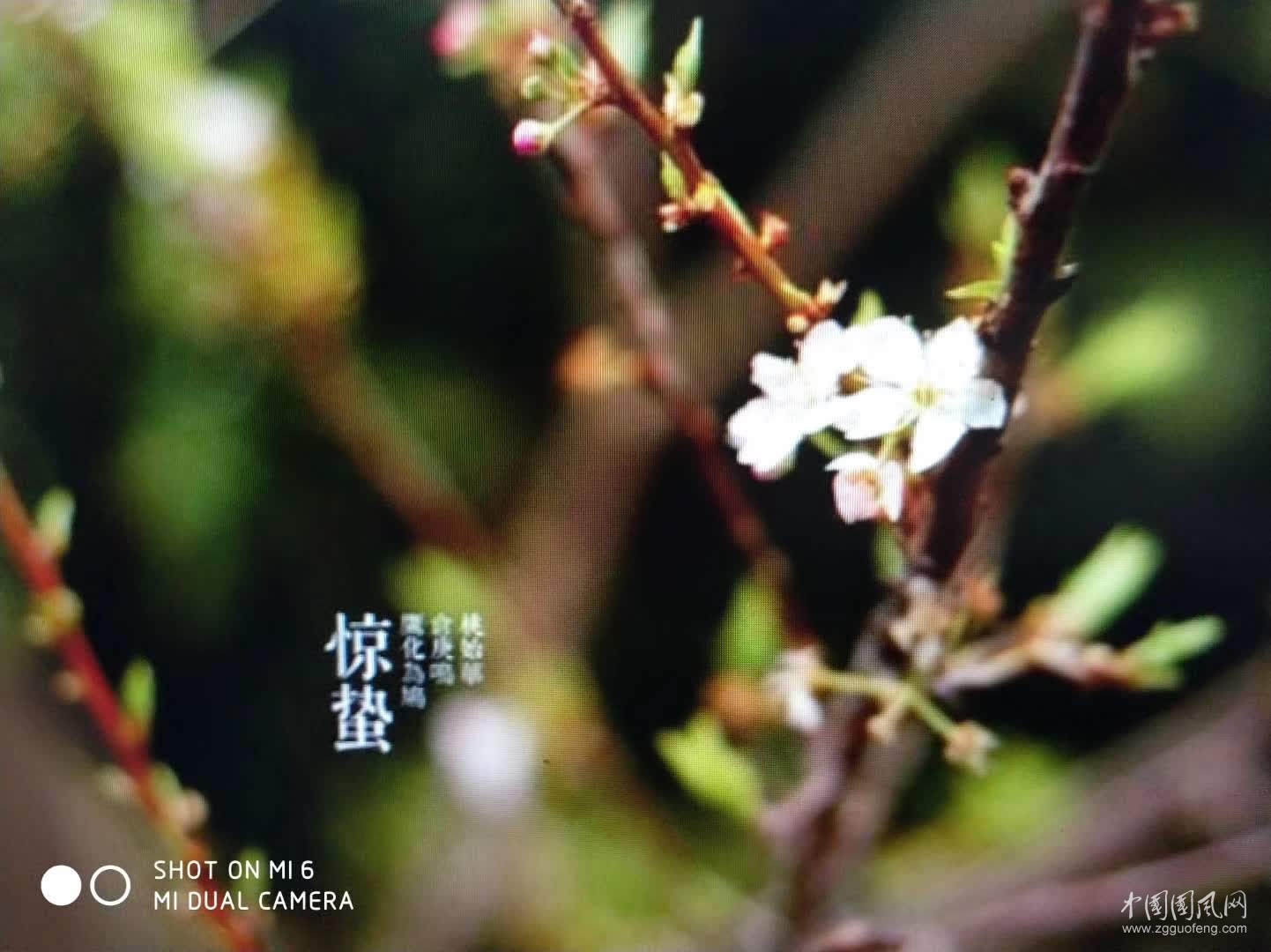 惊    蛰