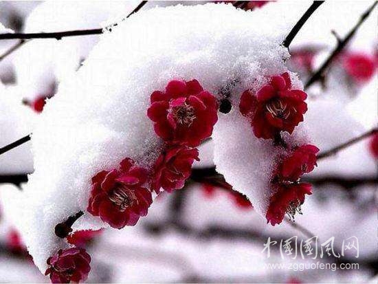 《三月的雪》
