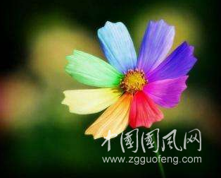成功的花