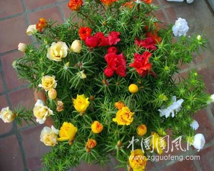 太阳花
