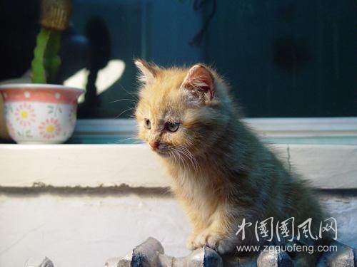 《猫的联想》    文/青春鸟