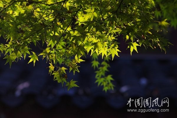 感念