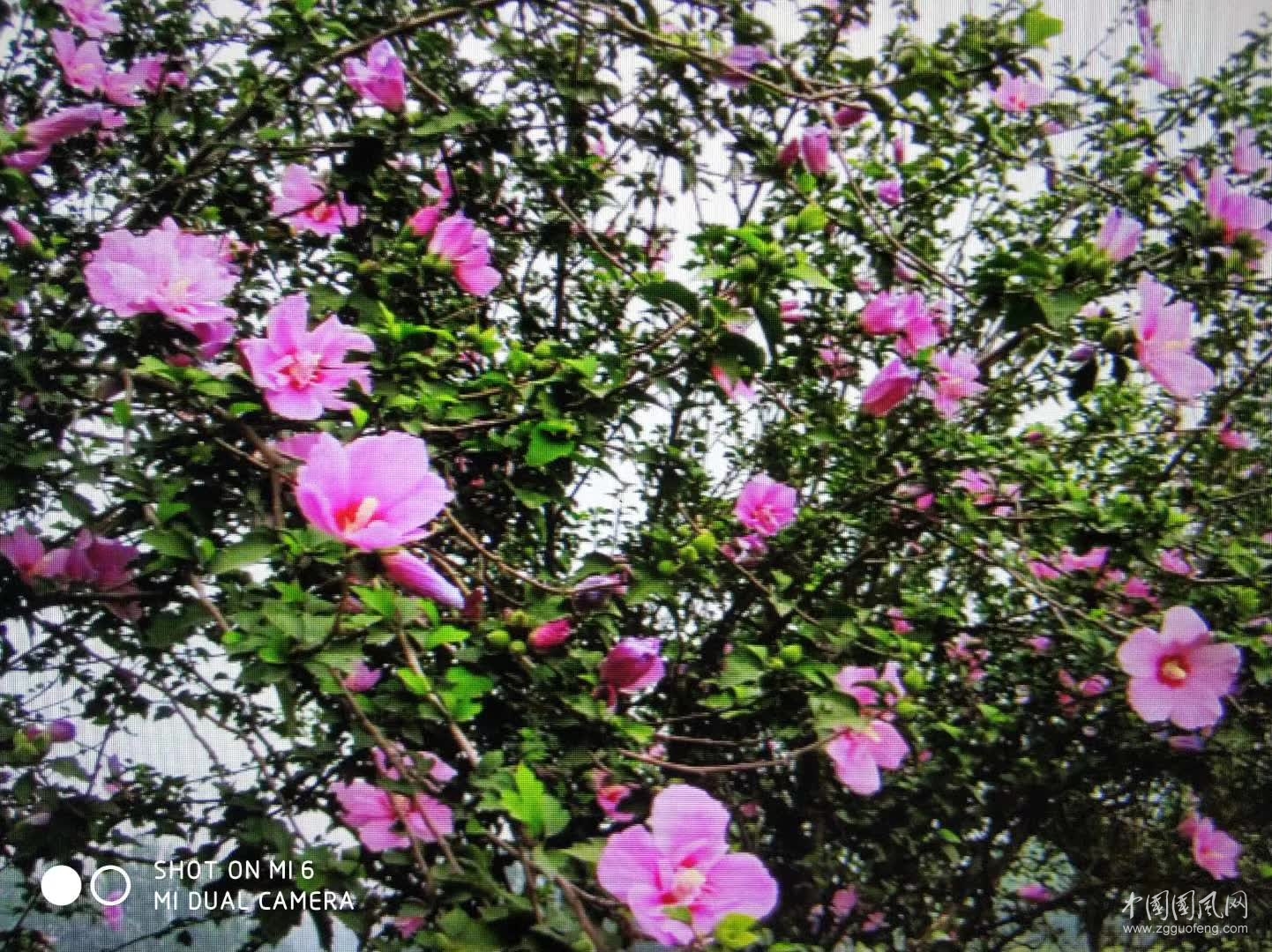 八  月    文\吴忠芹