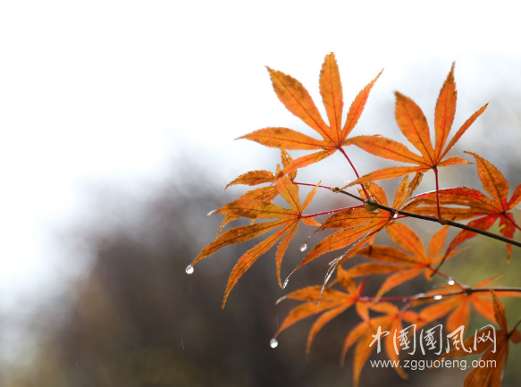 秋的朝向