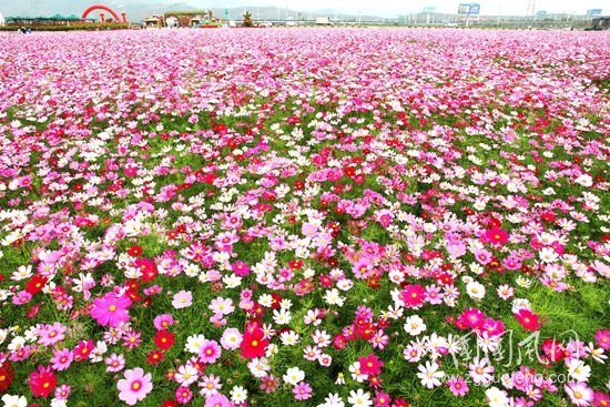 花乡的等待   文/张超我