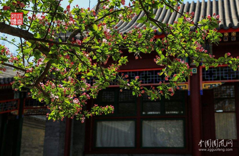 《怀念西花厅的海棠》           （文/青春鸟）