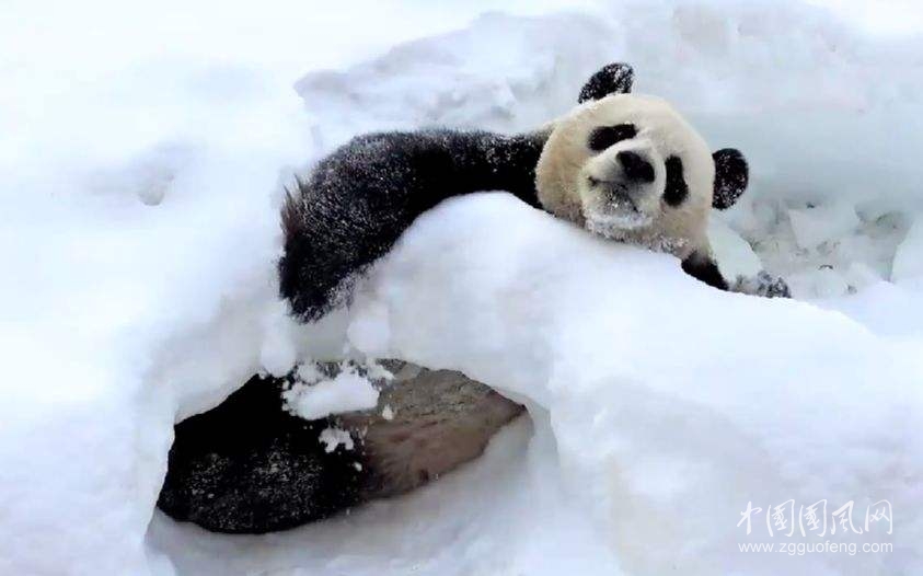 《玩雪的大熊猫》        （文/青春鸟）